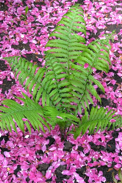 Ferns an petals. Daisies are a popular flower that can add a touch of beauty and cheer to any space. With their bright yellow centers and delicate petals, daisies are a favorite among gardeners and... 