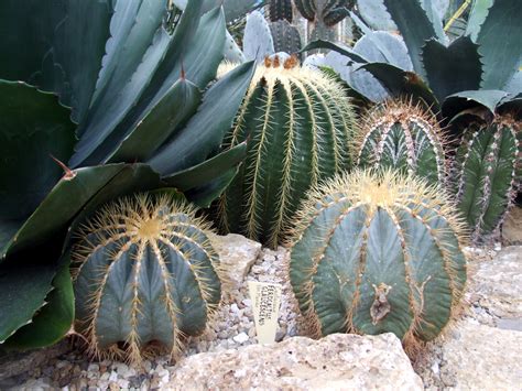 Ferocactus glaucescens watering.  The rest will be automatically processed every two...