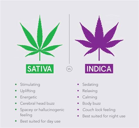 Ferrari strain indica or sativa. The terms "Indica" and "Sativa" became a reference to the physical attributes of the plants in the early 1980s, and a "Hybrid" just indicates it is a cross between two plants. However, in today’s market, "Indica," "Sativa," and Hybrid have evolved as descriptors that are supposed to tell consumers which effects they might feel once they ... 