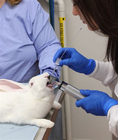 Ferret, Rabbit, and Rodent Anesthesia - The Clinics