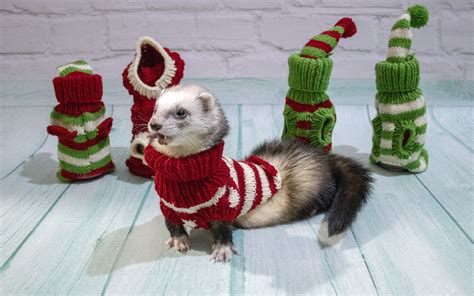 Ferret Clothes Pattern