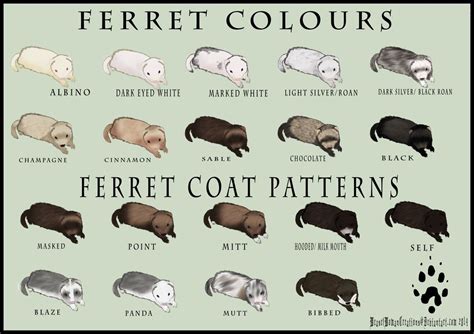 Ferret Colors and Patterns