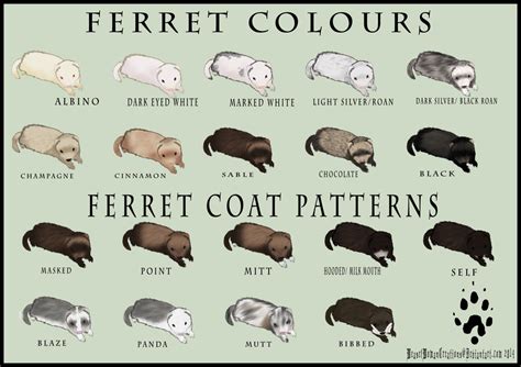 Ferret Colour and Coat Pattern Chart by WeaselWomanCreations Ferret