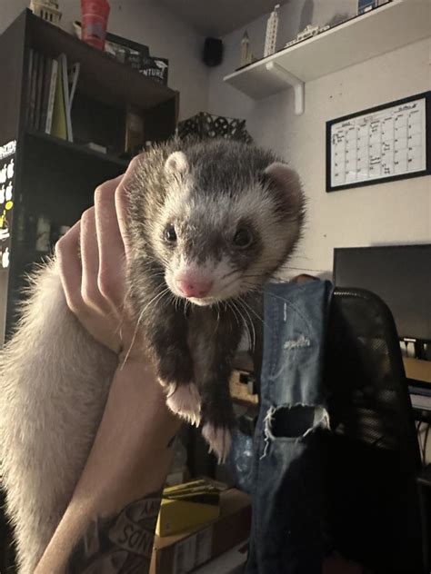 Ferret For Sale in Michigan (23) Petzlover