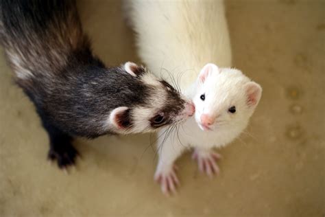 Ferret ferret pet. Things To Know About Ferret ferret pet. 