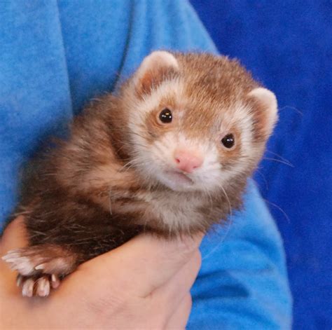 Tomorrow Saturday September 30th I will update adoption folder. Az Ferret Rescue is ready to share pictures. My problem is they don't sit still. I will get a friend to help do poster shots. Diane...