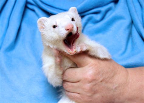 Ferret rescue near me. There is an adoption fee. Our adoption fees are based on the age of the ferret, ranging $160 for babies to $0 for seniors. There are significant discounts for pairs/groups. We also offer new/used cages and supplies, at reduced costs. All proceeds are utilized for the continued care for our shelter animals. 