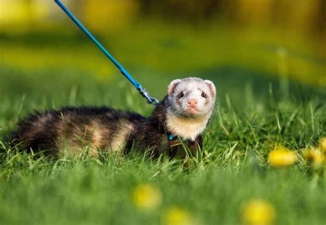 Ferreting & Rabitting Explained – Hunting With Ferrets