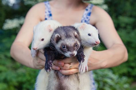 Ferrets as pets the go to guide for learning about ferrets. - Fast food restaurant operations manual template.