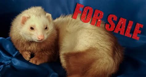 Ferrets for Sale: Ultimate Guide to Buying Ferrets in …