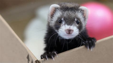 Ferrets for adoption near me. Things To Know About Ferrets for adoption near me. 