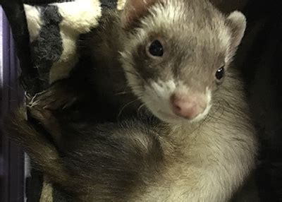 Ferrets for free near me. We rescue sick, abused, abandoned, neglected and surrendered ferrets in Colorado. We are the only ferret specific no-kill rescue in the region, and are dedicated to serving the needs of the domestic ferret, regardless of age or health. 