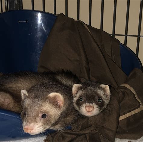 Ferrets for sale in houston. They can become litter box trained and can spend supervised outside of the cage for plat and enrichment. Ferrets are available in a variety of colors and patterns. Life Expectancy 6 - 10 yrs. Max Size 12 - 16 inches ; 1.5 - 2.5 lbs. 1ea | Pet Supermarket at Pet Supermarket online and in-store. 