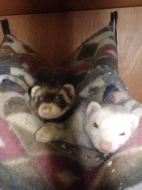 Ferrets For Sale - 3 Females 1 Male. - Gunning, Upper Lachlan Shire. $ 120. Quite & Easy to handle, Good Workers2 x Females 2yrs, 1 x Female 8 months & Male 9 Months Old.Bundle Price for all 4also have 50 Nets available. gumtree.com.au 1 day ago.. 