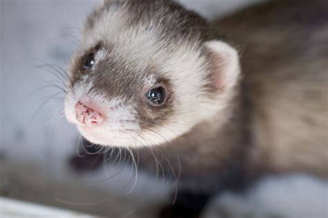 Ferrett. Etymology. The name "ferret" is derived from the Latin furittus, meaning "little thief", a likely reference to the common ferret penchant for secreting away small items.In Old English (Anglo-Saxon), the animal was called a "meard" or "mearp." The word "fyret" seems to appear in Middle English in the 14th century from the Latin, with the modern spelling of "ferret" … 