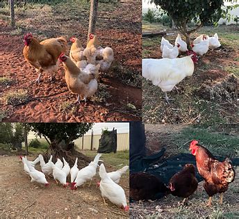 Fertile Eggs for Sale - Victoria - poultry-australia