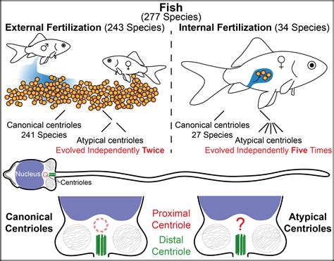 Fertilization in Fishes SpringerLink