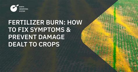 Fertilizer Burn: How To Fix Symptoms & Prevent Damage