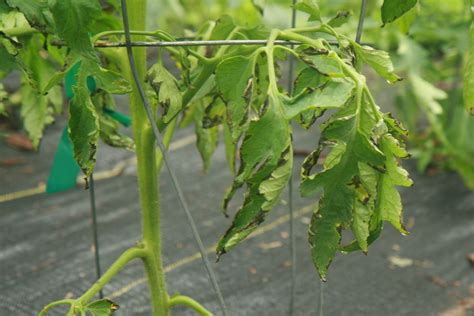 Fertilizer Burn on your Tomato Plants: Treatment & Prevention