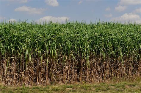 Fertilizer requirements of the bioenergy crop miscanthus