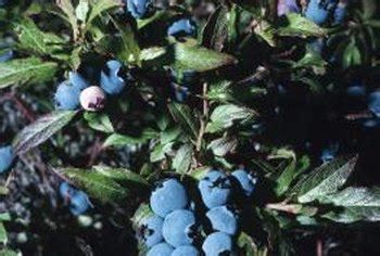 Fertilizing Blueberry Bushes With Blood Meal - Home Guides