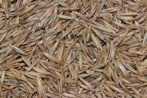 Fescue seed. Our 50-pound bag will seed new lawns up to 18,750 sq. ft. and overseed up to 37,500 sq. ft. For more information about tall fescue grass seed and other varieties in 50-lb bags, visit … 