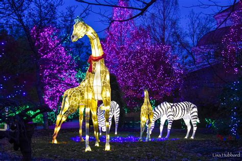 Festival of Lights at the Cincinnati Zoo - Cincinnati Parent Magazine