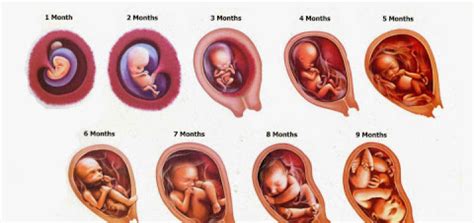 Fetal Development Stages – Earth