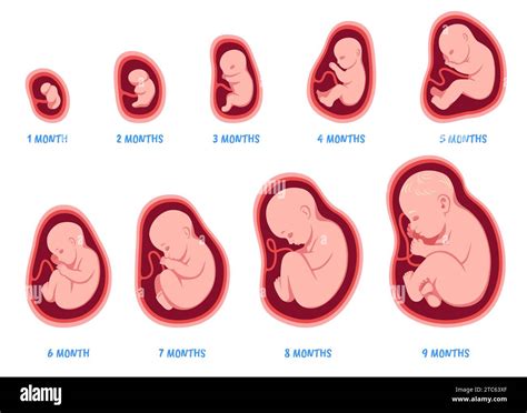 Fetal Development Visualization Visual.ly Fetal development