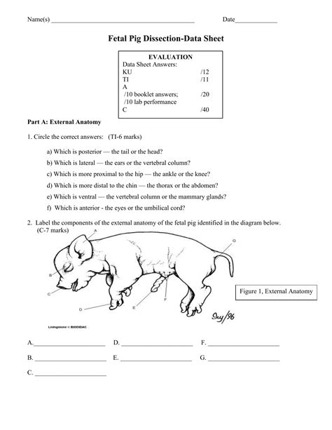 Fetal Pig Dissection Data Sheet Answers