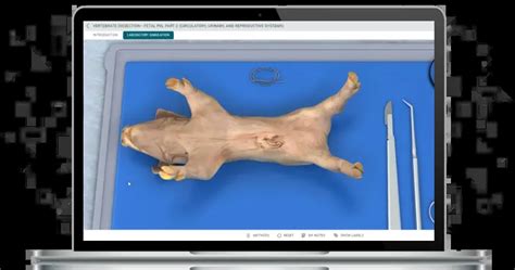 Fetal Pig Virtual Dissections Demo