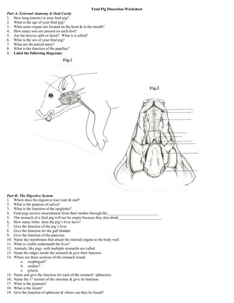 Fetal pig dissection answer key day 2. - Arts resource handbook by paula chan bing.