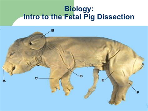Fetal pig dissection guide high school. - Bsr ua 16 manuale di riparazione del cambiadischi.