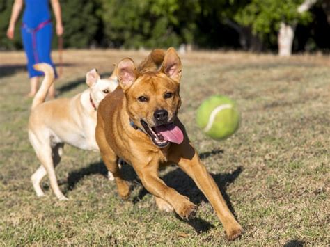 Fetch dog. It is never too late for a dog to learn how to play fetch, regardless of the age. A pup or young dog will probably get the hang of it more quickly. Pups can ... 