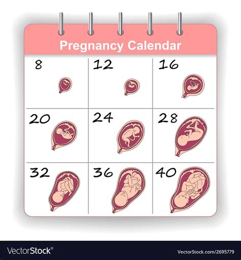 Fetus calendar. Whatever your questions, understanding pregnancy as the weeks and months go by can help you make good choices throughout your pregnancy. Learn nutrition do's and don'ts. Get the basics on other healthy pregnancy issues, such as exercise, back pain and sex. The more you know about what to expect, the more prepared you'll be to face what lies ahead. 