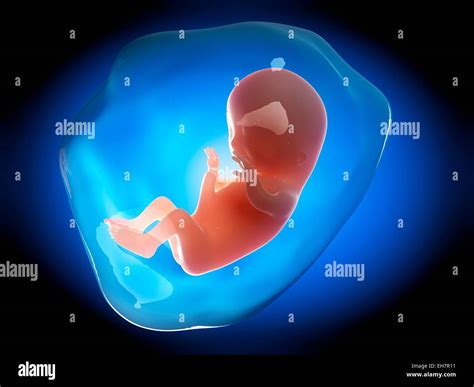 Find out about the development of the fetus in the third month of pregnancy, including growth milestones and crucial development changes.