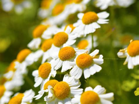 Feverfew Plants: How To Grow Feverfew - Gardening …