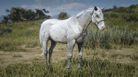 Nov 29, 2022 · What is a few spot Appaloosa? The Few Spots Appaloosa is a horse of the Appaloosa breed featured in the Story Mode of Red Dead Redemption 2, added to the game as part of the 1.14 PC Release update on November 5, 2019. It’s classed as a Work Horse, with a Standard handling type. What’s the rarest horse in RDR2?. 