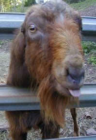 Fias Co Farm- Male Goat Information: Bucks & Wethers