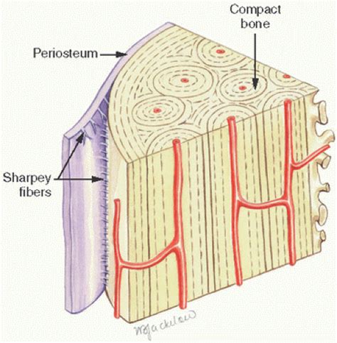 Fiberbone. Things To Know About Fiberbone. 
