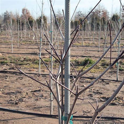 Fiberglass tree stakes. The fiberglass tree stake is 1/2 inch thick and 8 feet long. Each bundle includes 10 stakes. The stake is blunt on both ends and includes a UV resin veil that allows for maximum life in the field. These stakes must ship via motor freight and are not eligible for any free or reduced shipping offers. 3. 