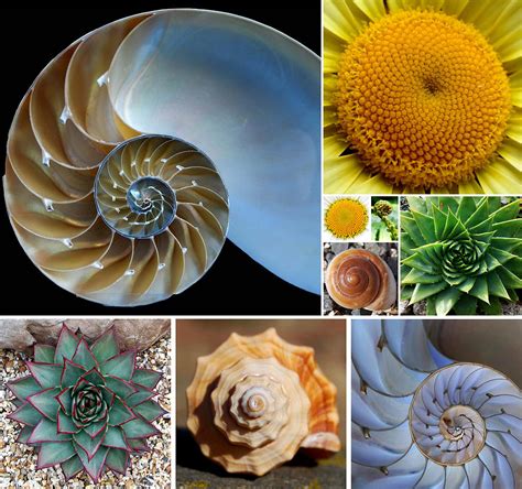 Fibonacci Spirals & Maximum Packing by Emily …