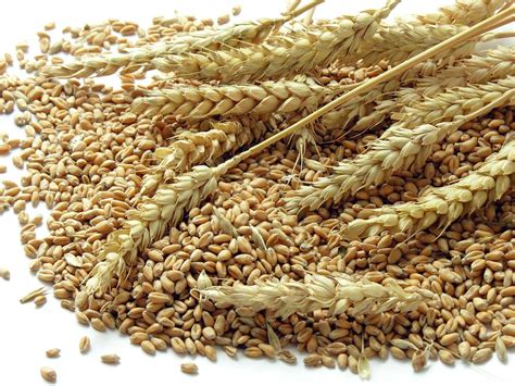 Fibre - What About Wheat?