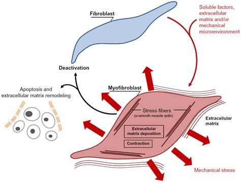 Fibroblasts and myofibroblasts in wound healing