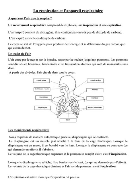 Fiche explicative de la leçon : Système respiratoire humain