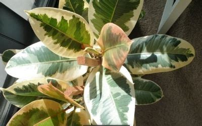 Ficus Tineke: What You Need To Know Ficusplant