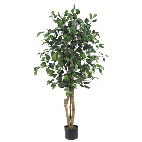 Ficus Trees, Ficus Tree Products by Silk Tree Warehouse