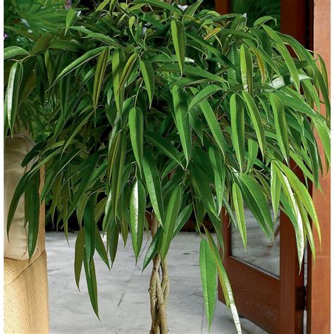 Houseplants SALE: Ficus ‘Alii’ - $20 (Santa Barbara) ‹ image 1 of 1 › condition: new. QR Code Link to This Post. Healthy Ficus maclellandii (Banana leaf fig) in a grey plastic pot with a saucer attached. This Ficus does well in bright, indirect light. It can grow into a small tree, and can be pruned and shaped. .... 