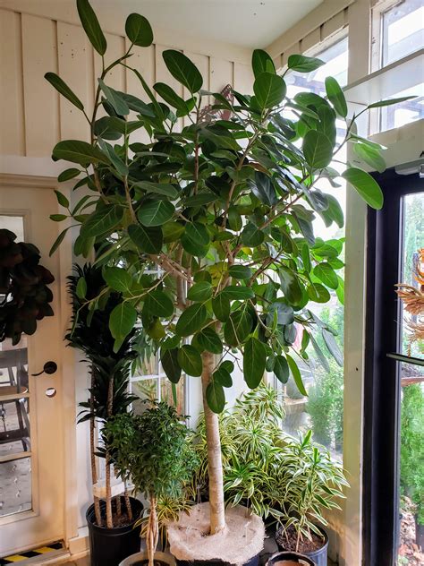 Ficus audrey. The Ficus Audrey is a woody plant with a distinct trunk and bright green leaves with light green veins. The ficus Audrey, a cousin to the fiddle-leaf fig (Ficus Lyrata), is just as striking and easier to maintain. Here are some tips from green thumbs on how to maintain Audrey’s lush appearance in your space. The Back History 