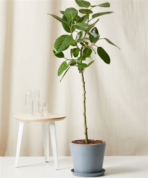 Ficus audrey tree. The Ficus Audrey is an easy grower and far less fussy than its cousin, the Ficus Lyrata (Fiddle Leaf Fig tree). It adapts to new areas or spaces and it is considered to have a moderate care level. It adapts to new areas or spaces and it is considered to have a moderate care level. 